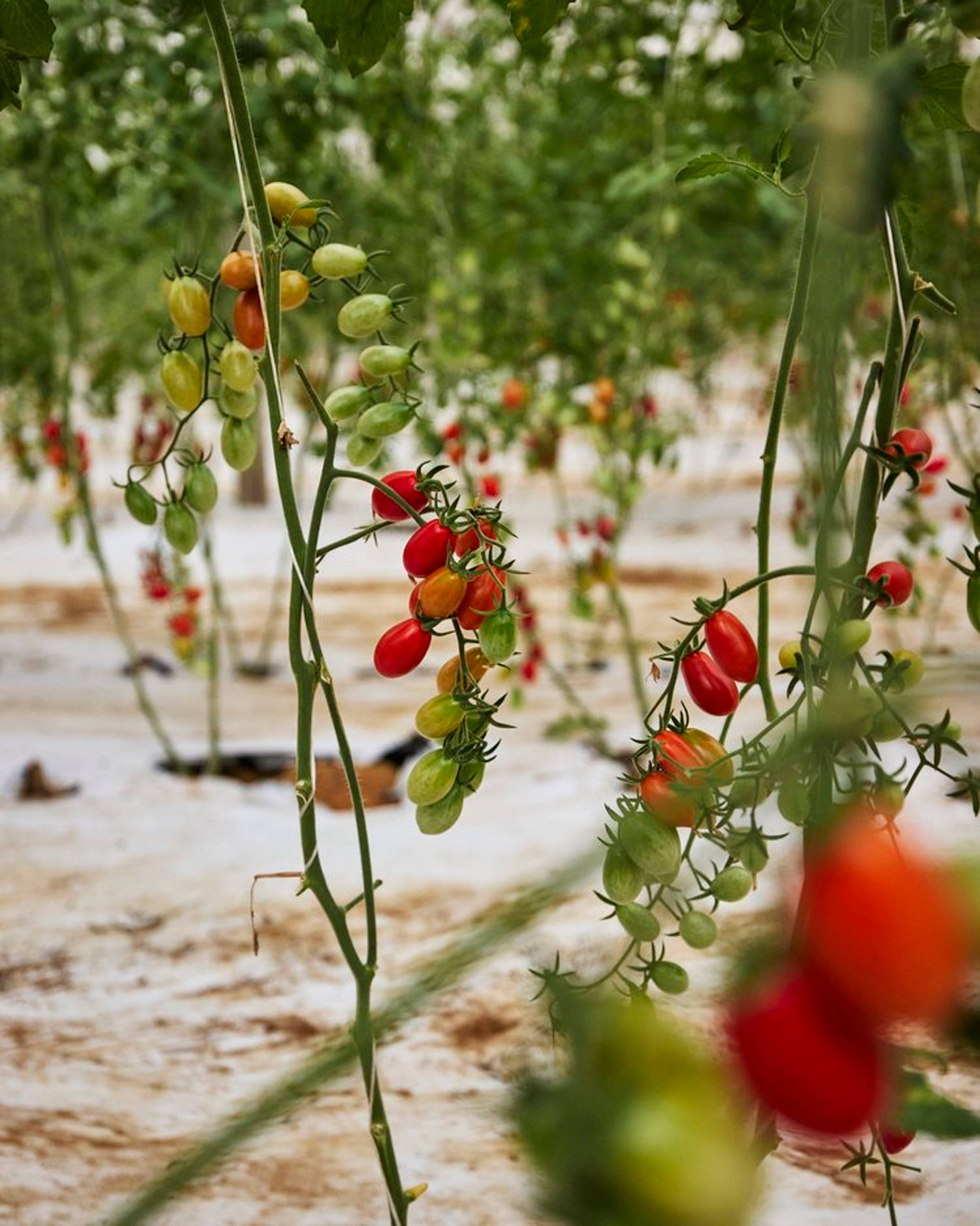 Colourful tomatoes growing on the vine at Tuccio's farm