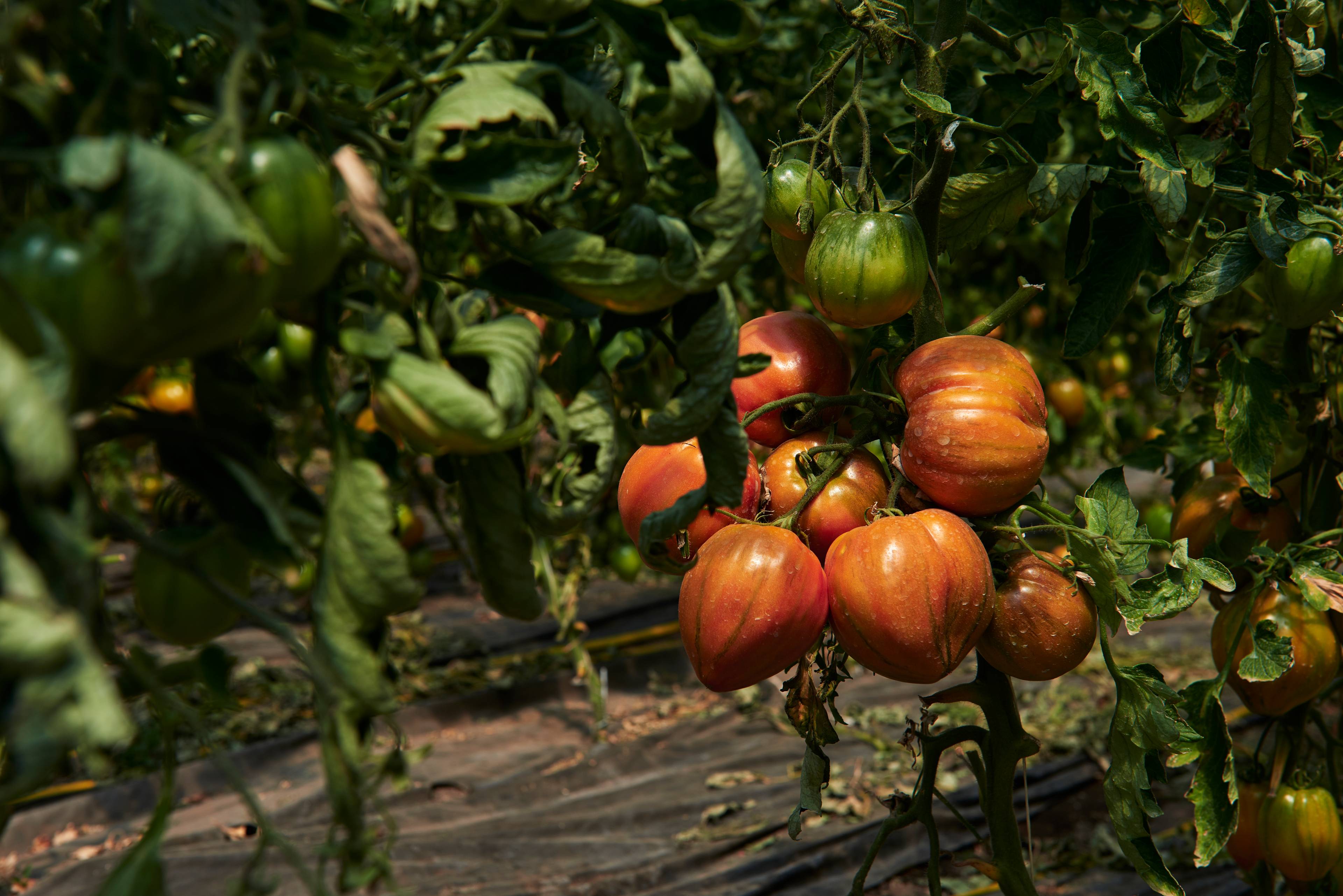 cuore del vesuvio tomatoes growing on the vine