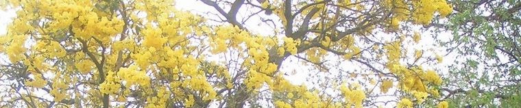 Copa de un lapacho amarillo en flor