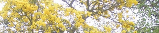 Copa de un lapacho amarillo en flor