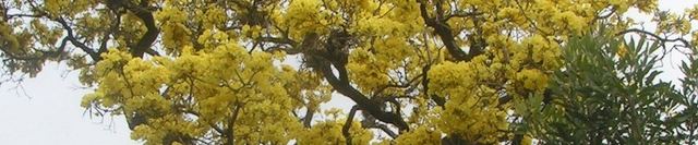 Lapacho amarillo en flor junto a otros árboles