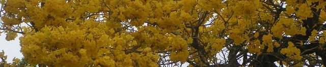 Lapacho amarillo en plena floración