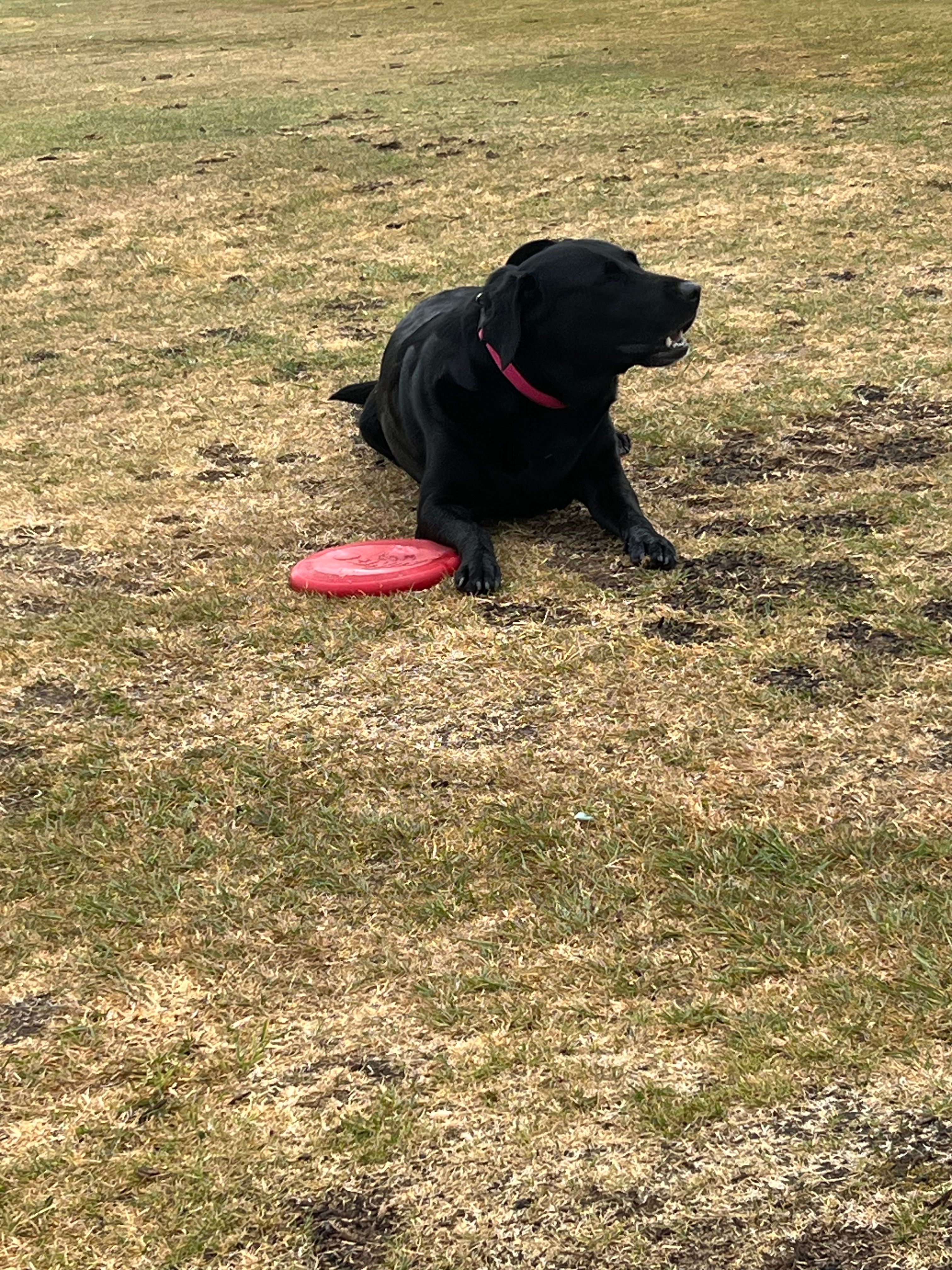 our buddy on the range