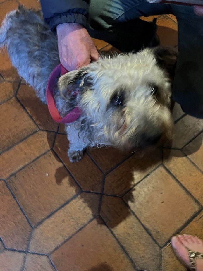Totty, The Irish Terrier at Kenny’s Pub
