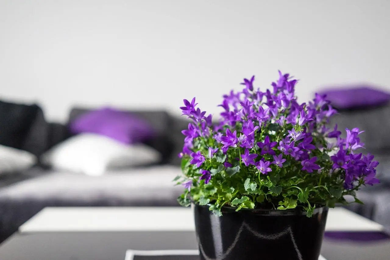 Pot of purple flowers in front of a sofa with purple and white cushions