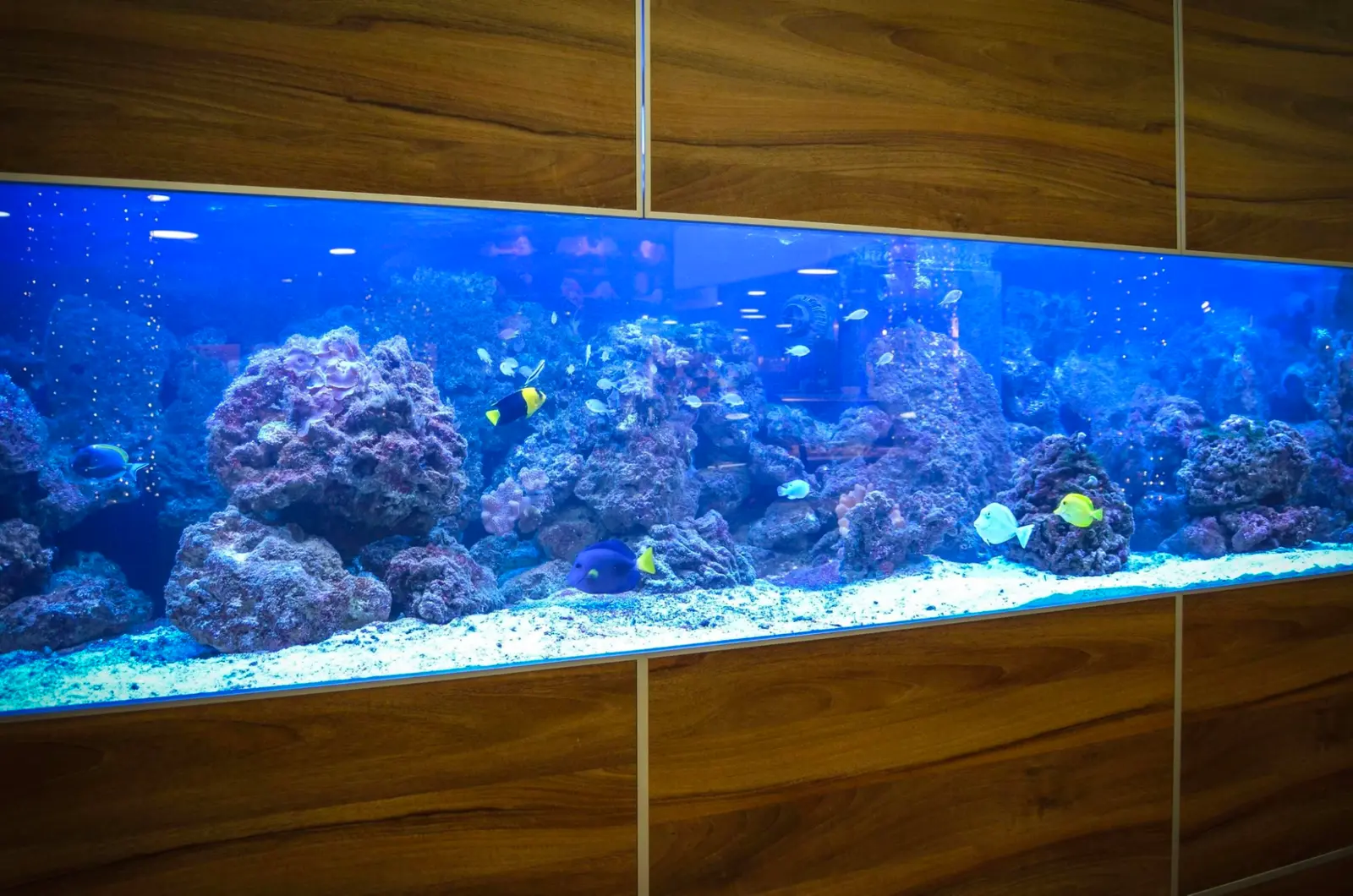 Aquarium in the interior of an apartment or house