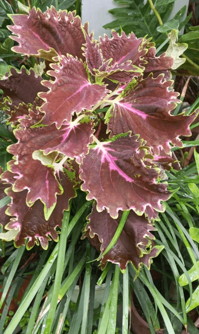 Flame Nettle