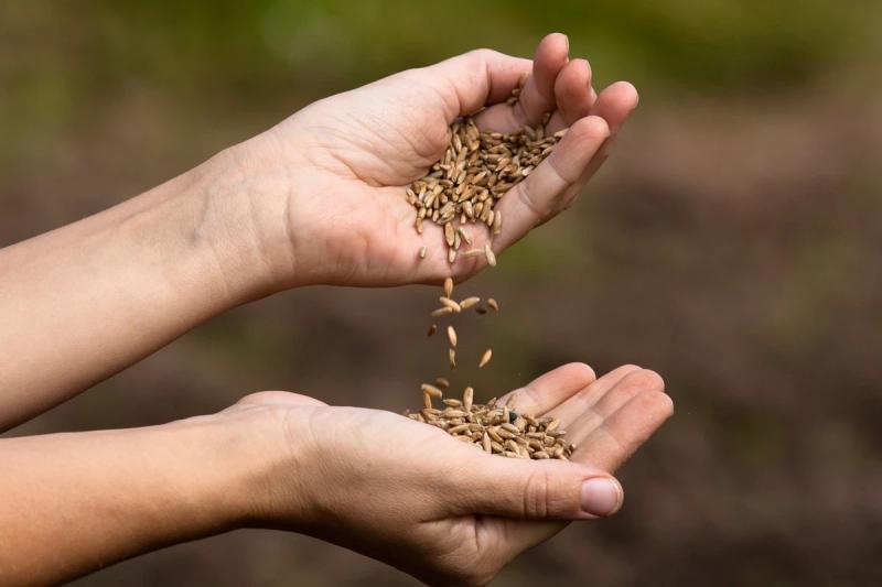 The Sanctity of Ancestral Seeds