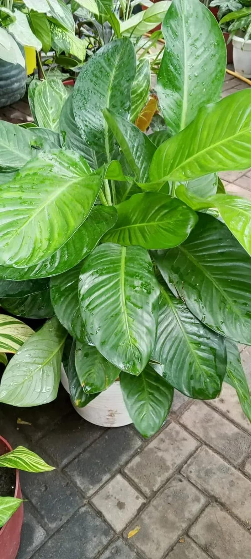 Peace Lily