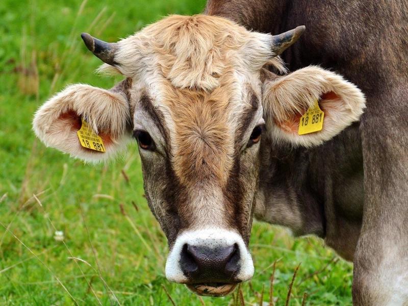 Spiritual Vigilance: Avoiding Ritual Meat