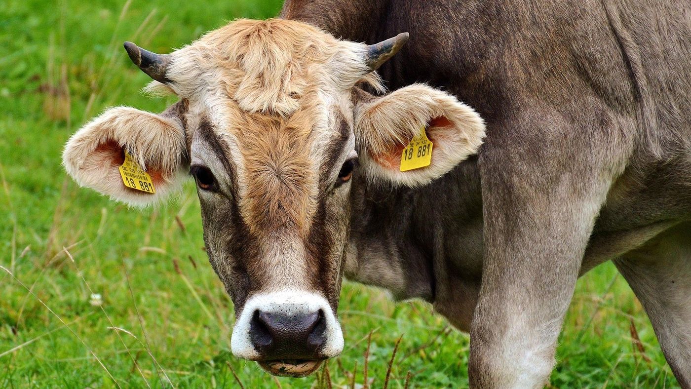 Spiritual Vigilance: Avoiding Ritual Meat - image