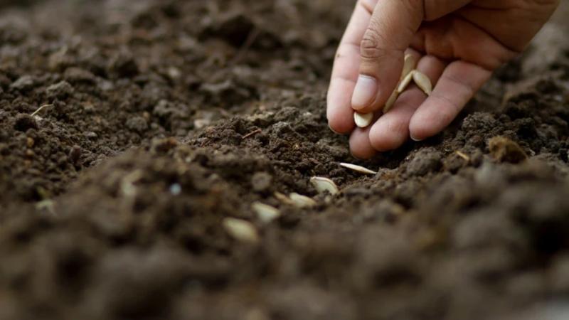 The Metaphor of Land and Seed