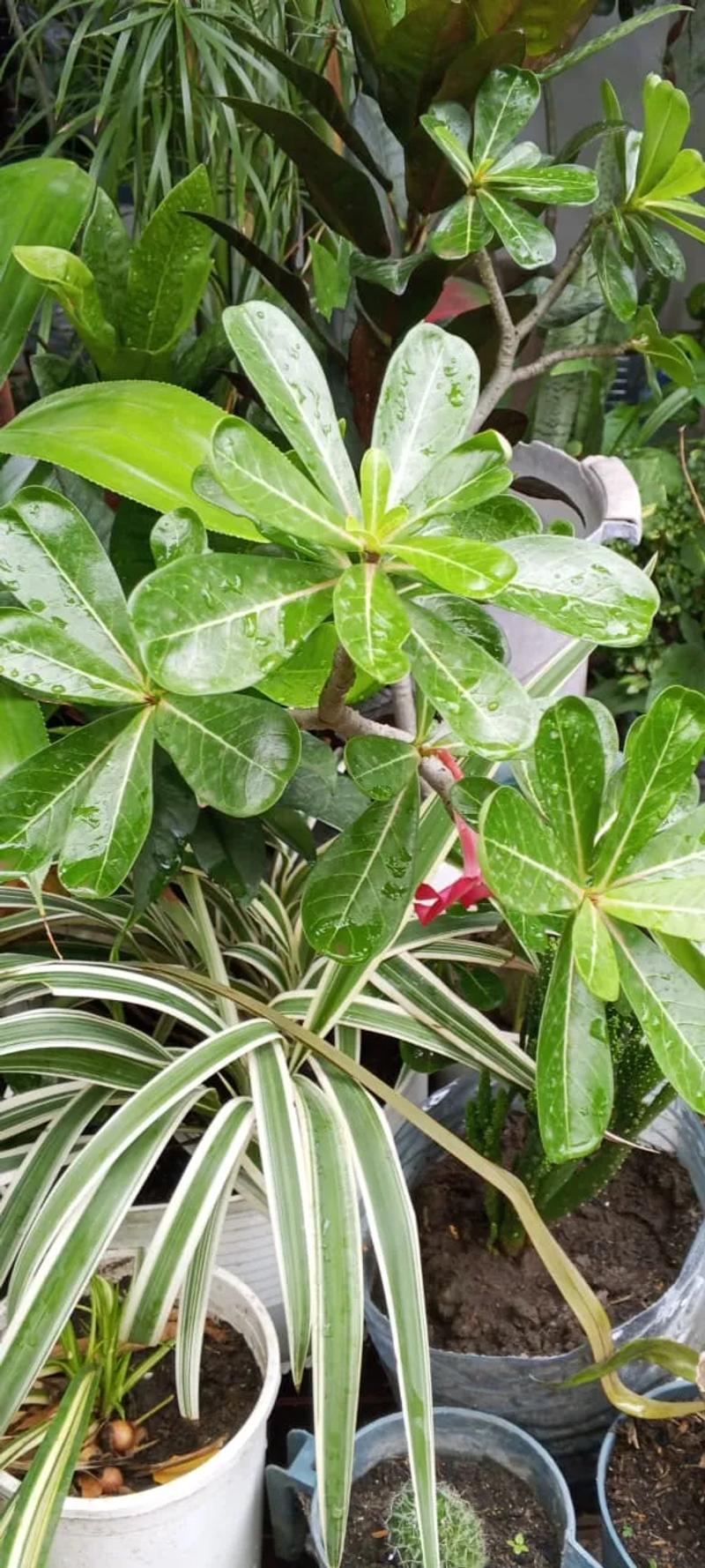 Desert Rose