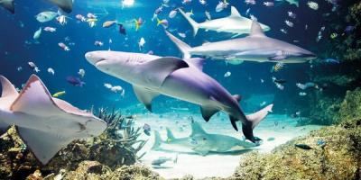 Several sharks swimming gracefully in an aquarium tank.