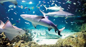 Several sharks swimming gracefully in an aquarium tank.