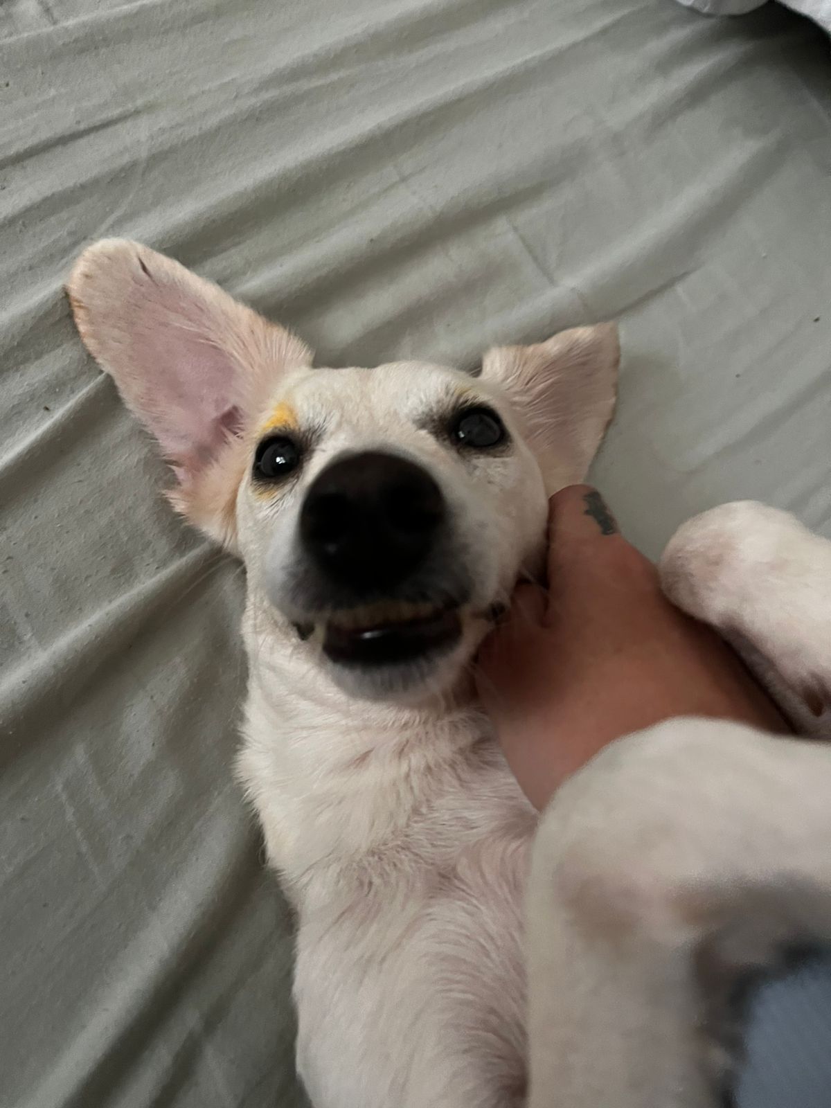 Baratinha