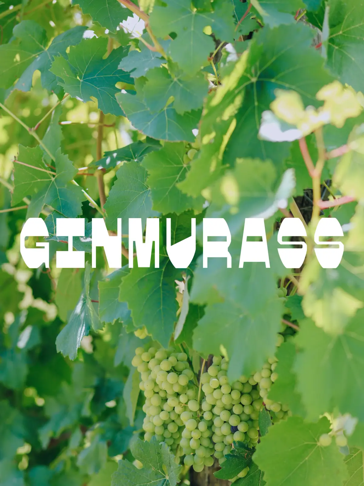 Ginmurass — immagine 2