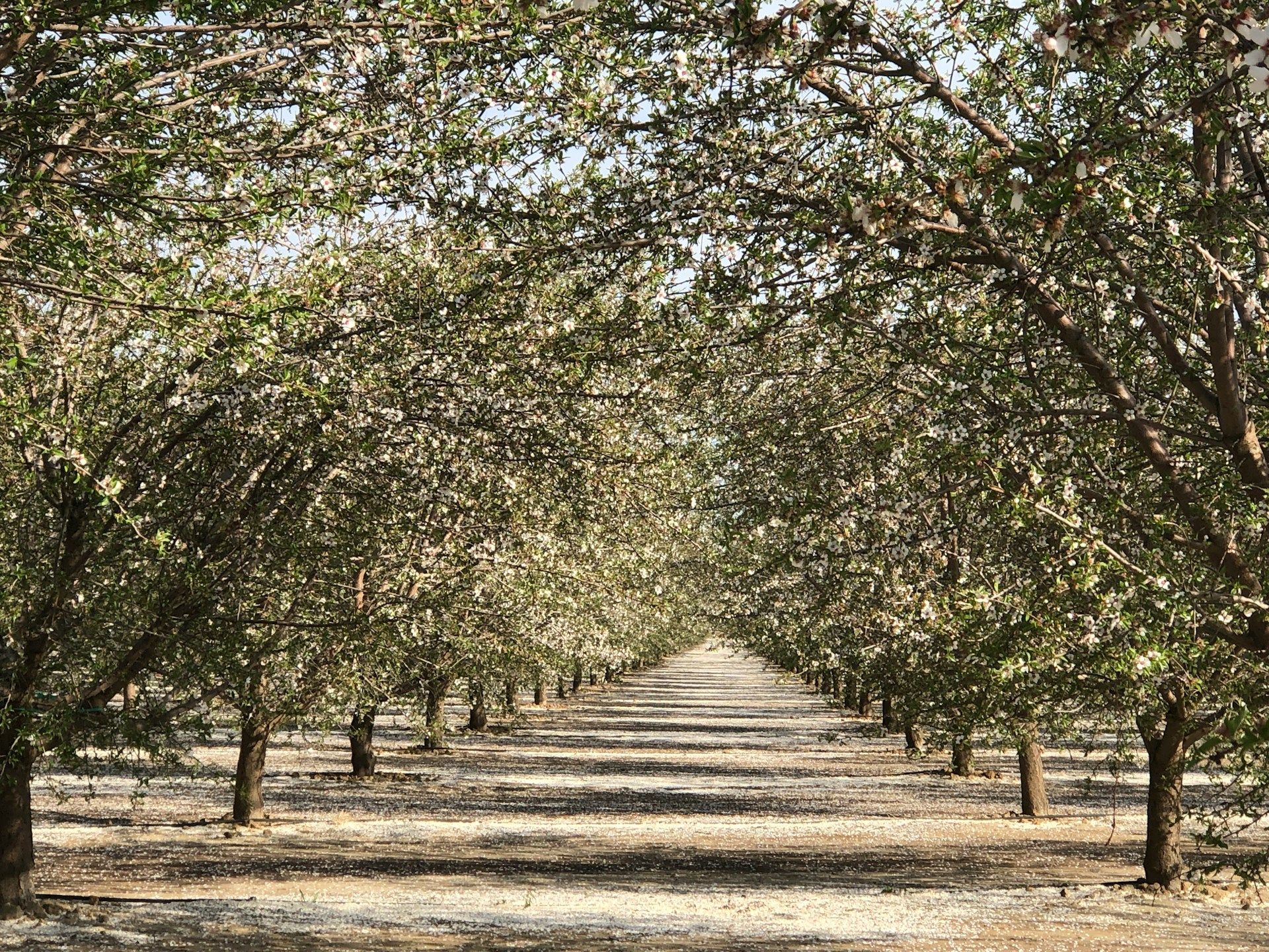 Bakersfield, California