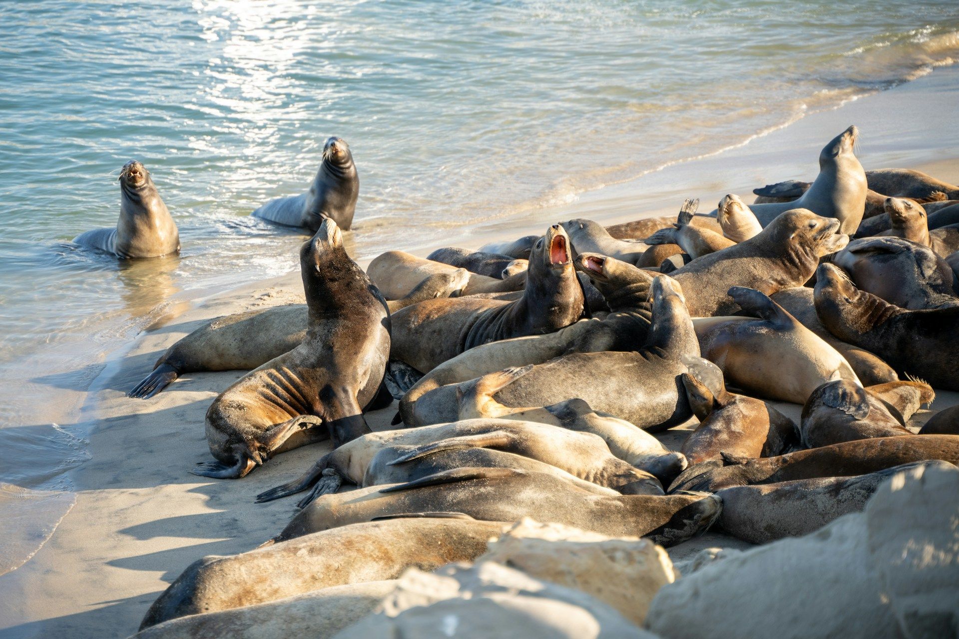 A group of seels in Hollywood Beach, Oxnard, CA, USA