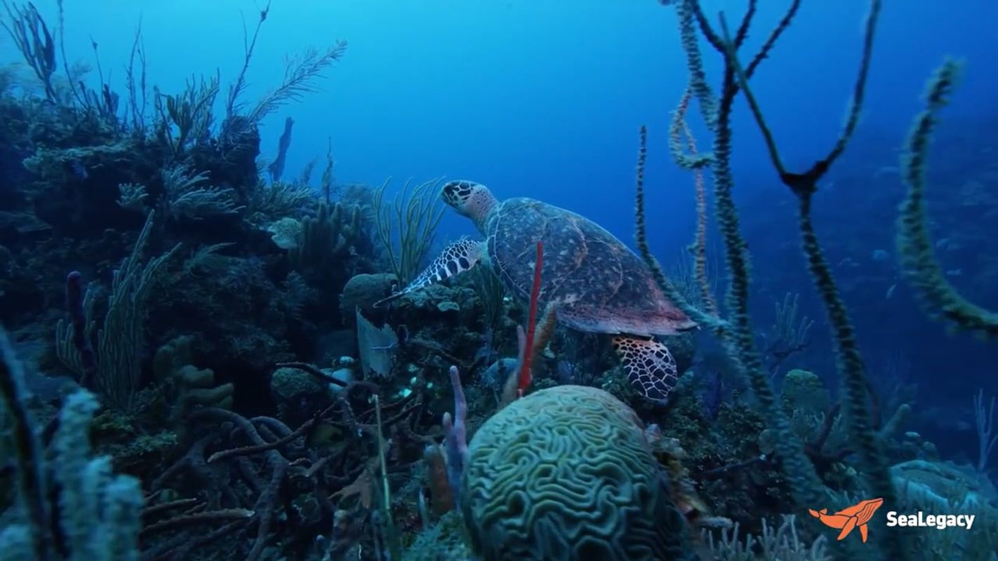 Gardens of the Queen - Cuba