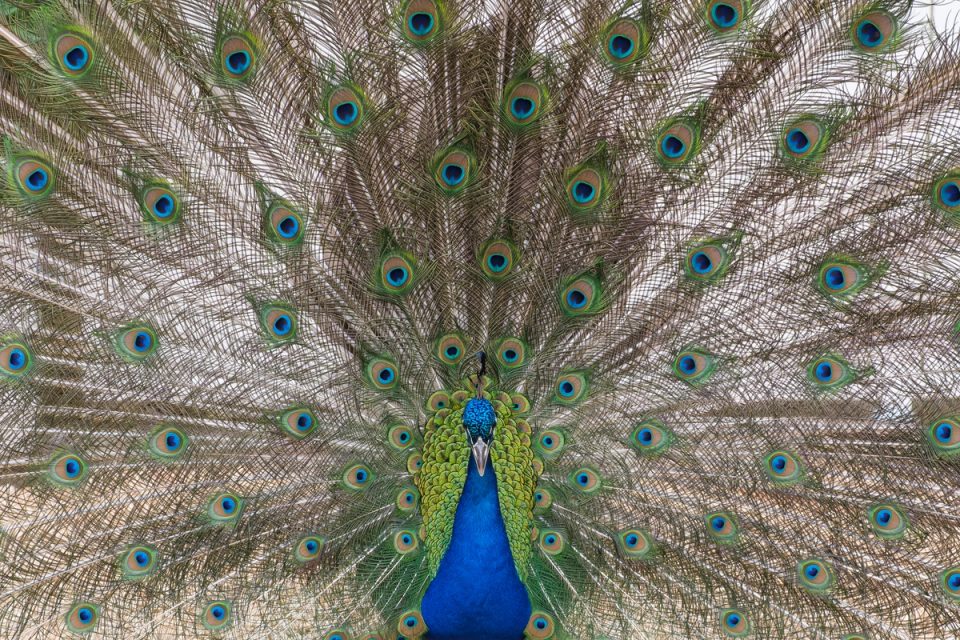 Peacock displaying its colourful tail feathers