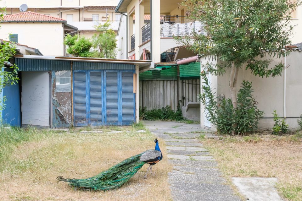 Peacock walking through a grassy residential area