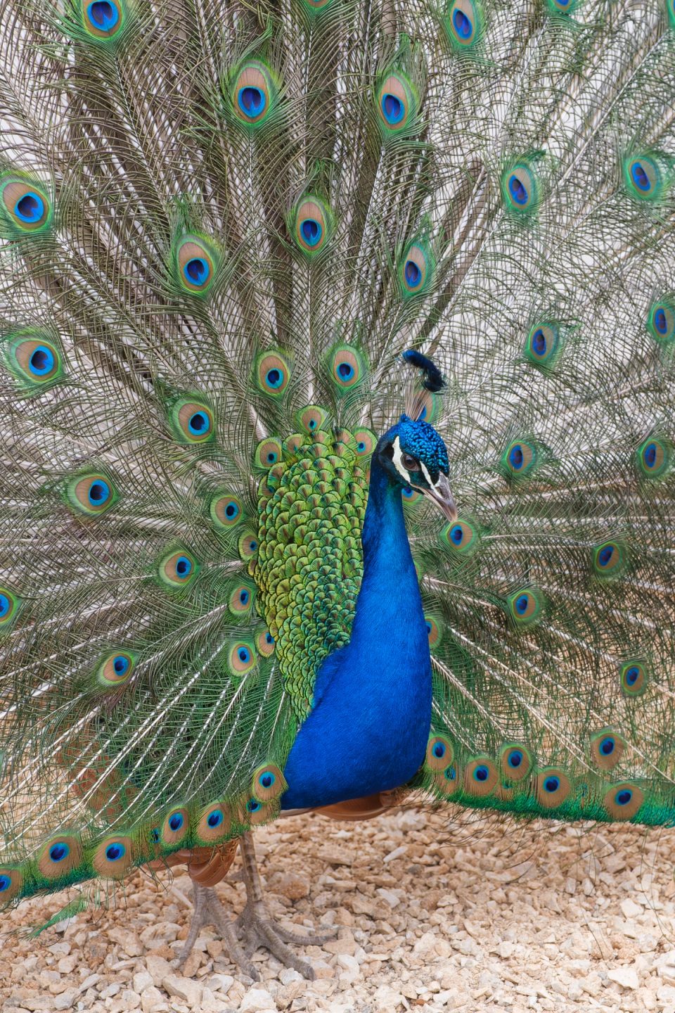 Peacock displaying its tail feathers