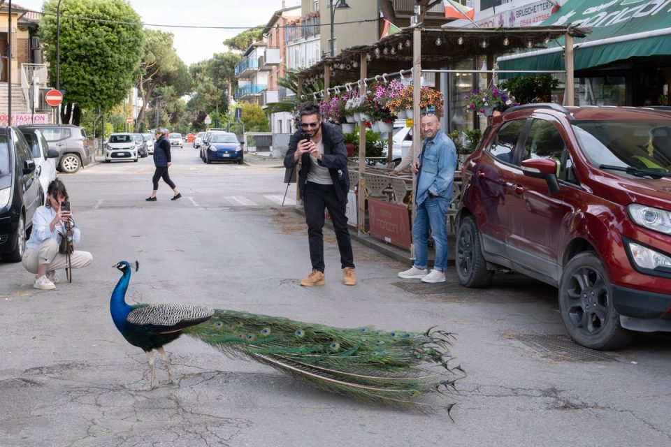 Peacock walking along a street near people and parked cars