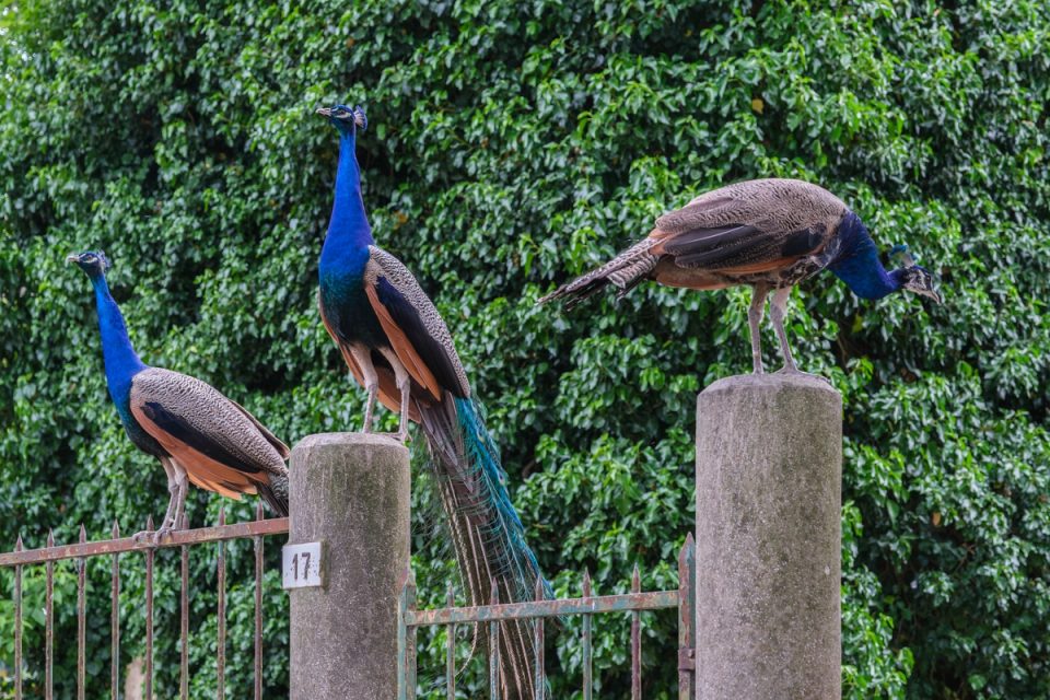 Peacocks perched on posts in front of greenery