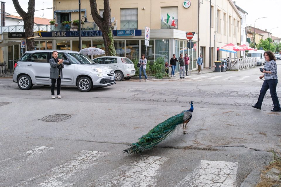 Peacock walking across a street near parked cars