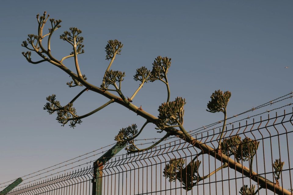 Large plant growing beside a barbed-wire fence
