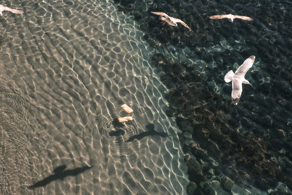 Seagulls flying over shallow clear water