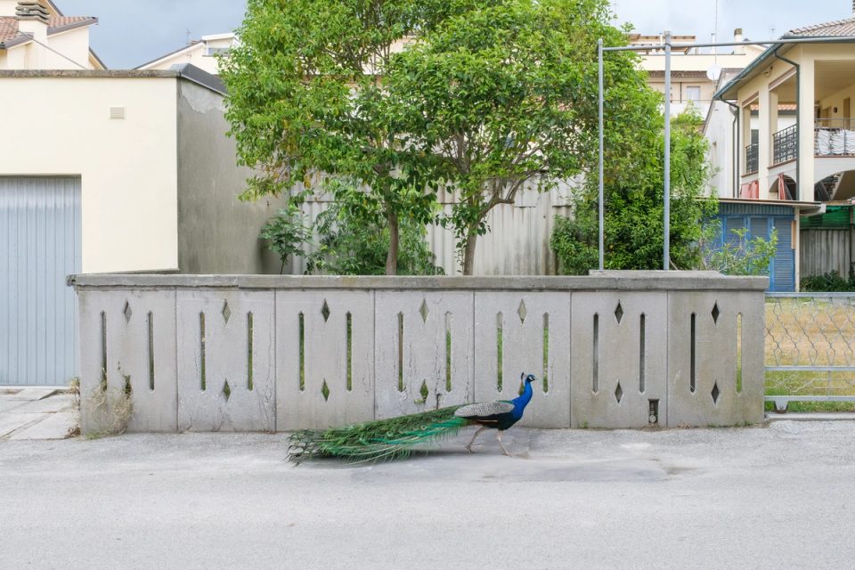 Peacock standing beside a concrete wall