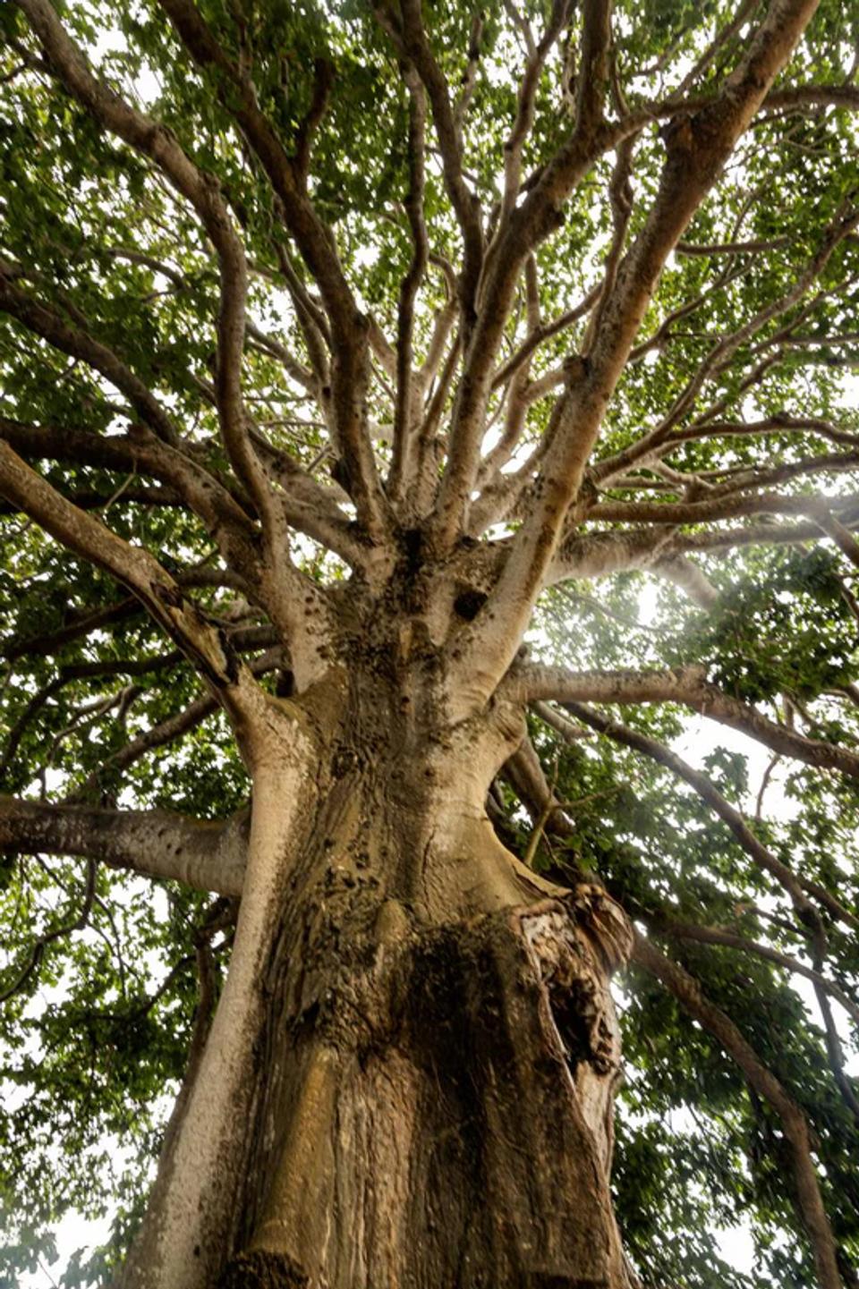 La Bonga, árbol monumental en Isla Fuerte