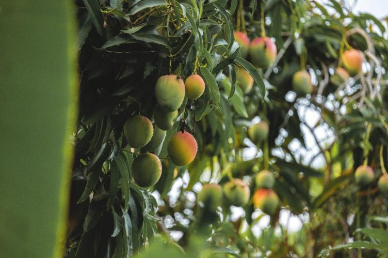 mangos