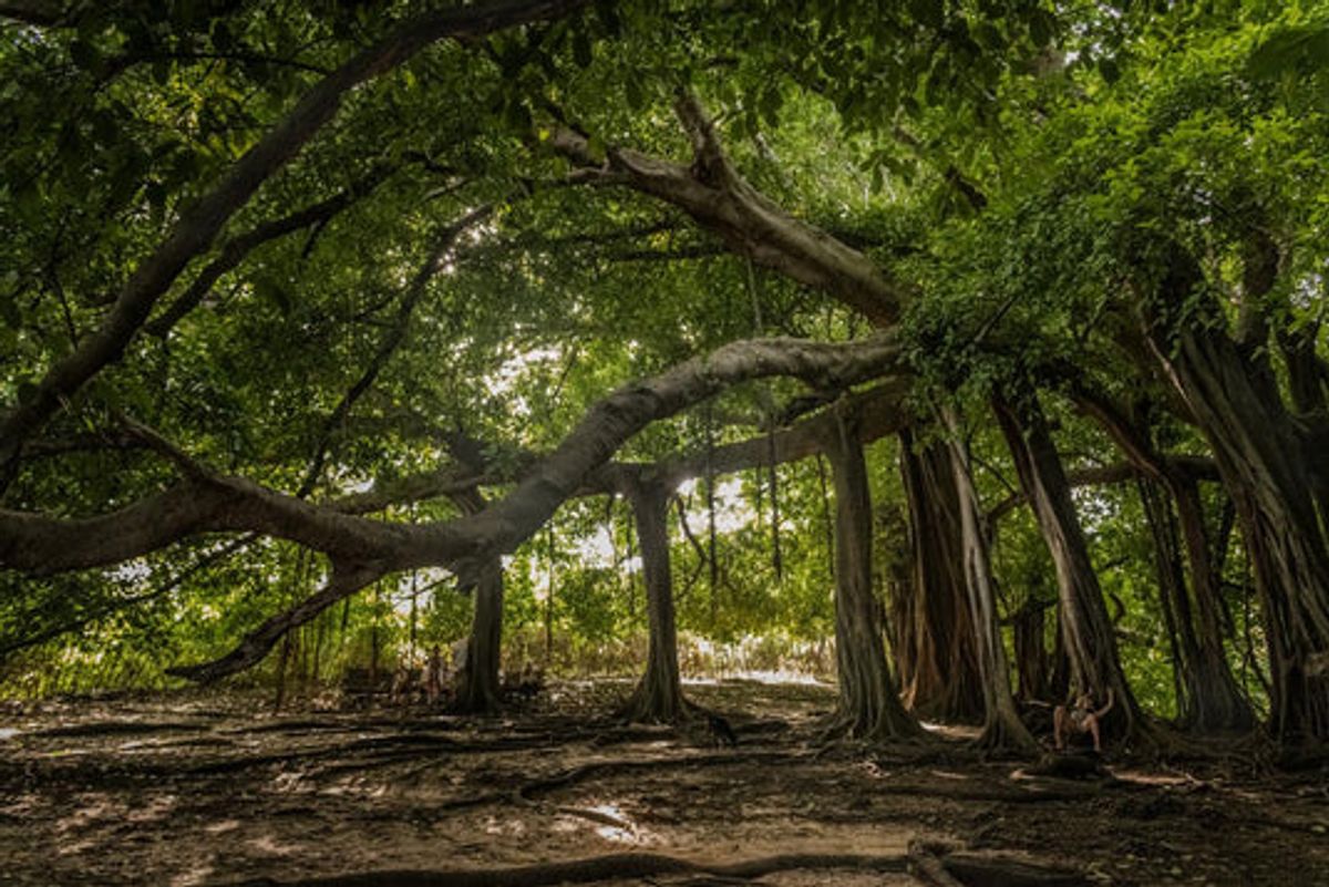 Árbol caminante en Isla Fuerte
