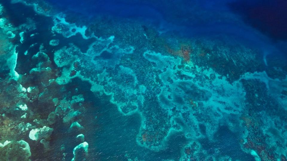 Snorkeling entre corales del Caribe