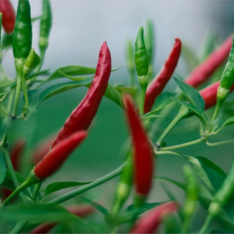 Chilli peppers, a polyphenol containing food.