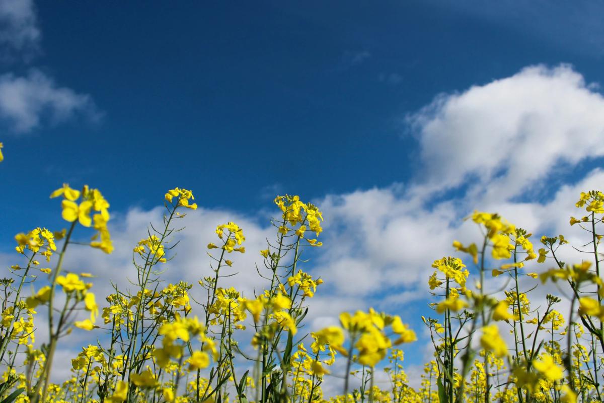 Cover Image for Is Canola Oil Bad For You? Evidence from Scientific Papers