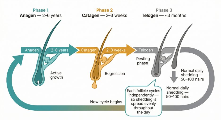 Hair Cycle Diagram