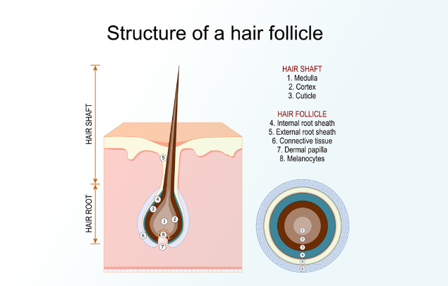 Structure of hair follicle