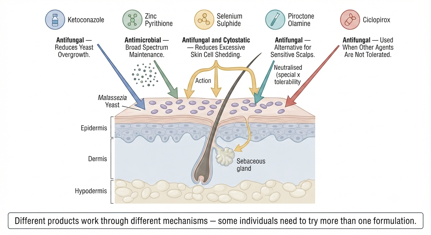 Diagram of active ingredients used in dandruff shampoos and their mechanisms