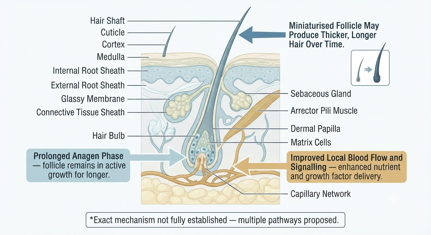 Diagram of minoxidil's proposed biological mechanisms at the follicle level