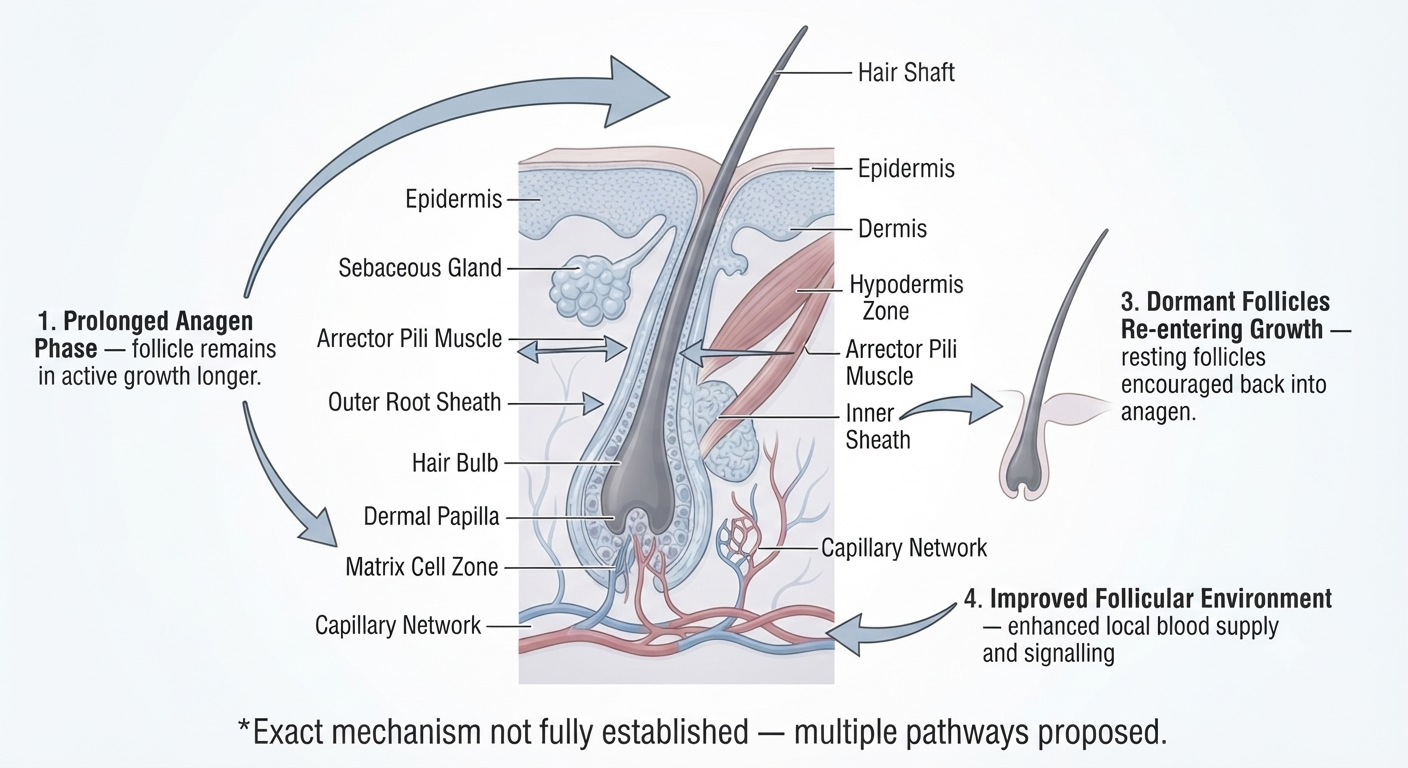 Diagram of minoxidil's proposed biological mechanisms at the follicle level