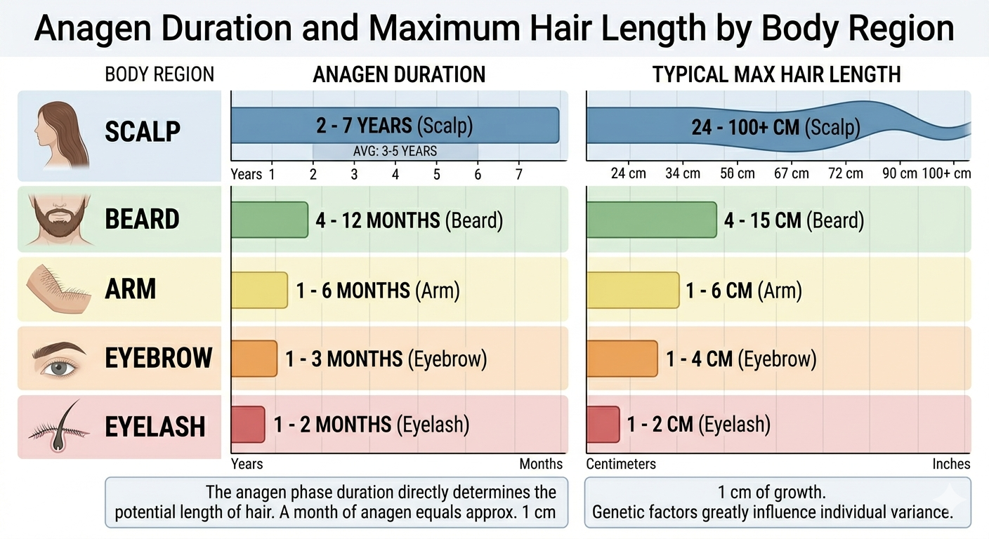 Summary diagram of anagen duration across body regions mapped to resulting hair length