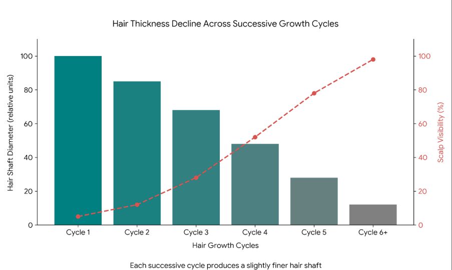 Hair thickness decline across successive growth cycles