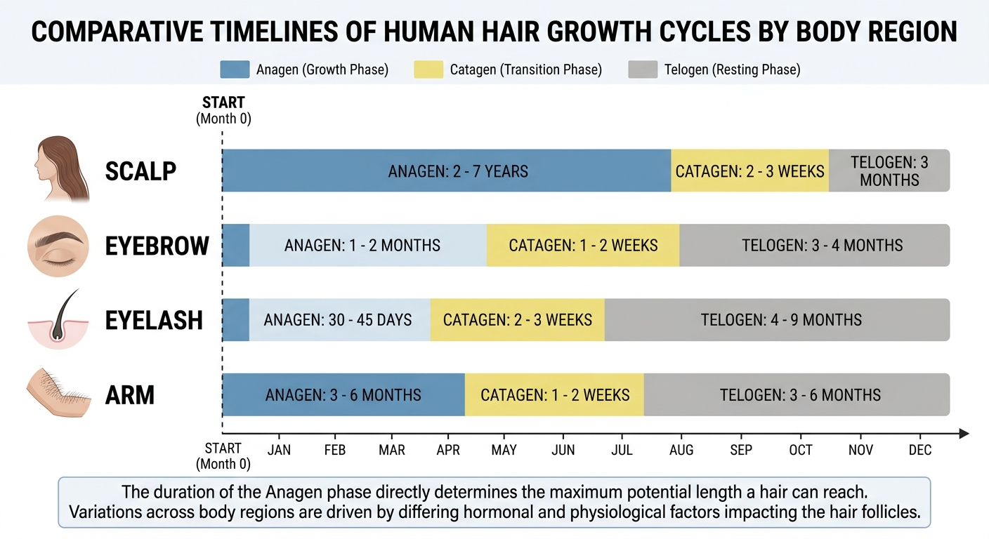 Comparative growth cycle timeline across body regions
