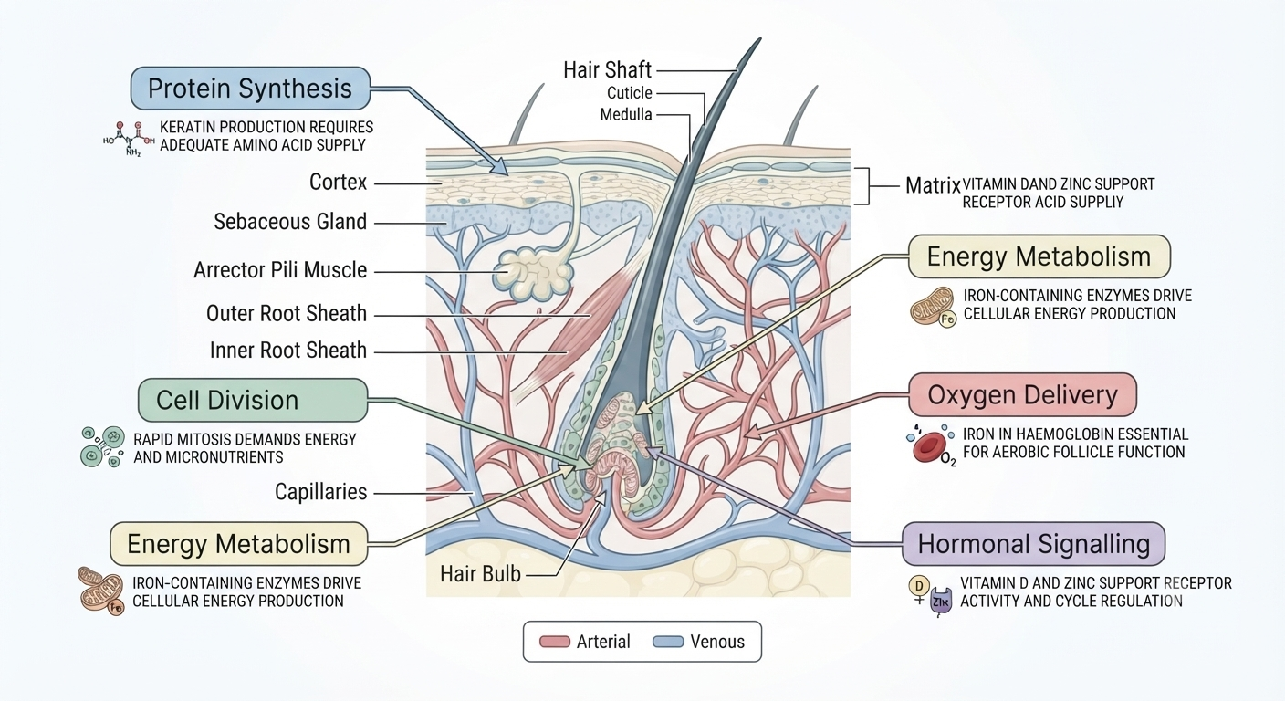 Diagram of key biological processes in an active follicle requiring nutritional support