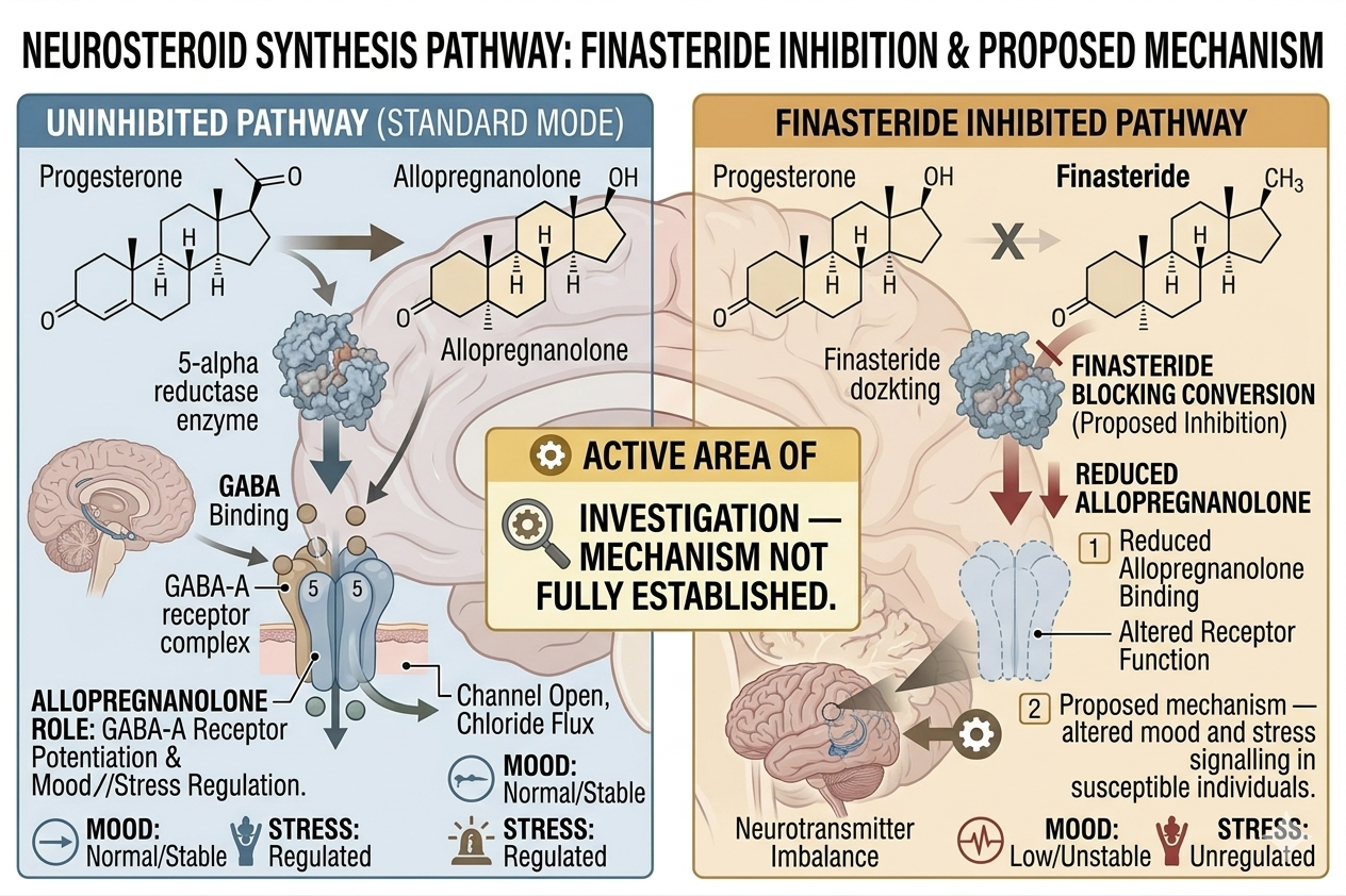 Diagram of neurosteroid signalling pathway affected by finasteride