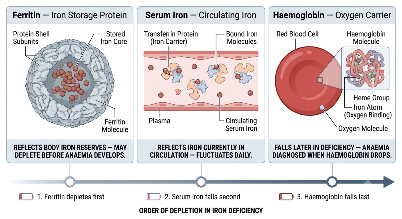 Diagram distinguishing ferritin, serum iron, and haemoglobin as separate measures